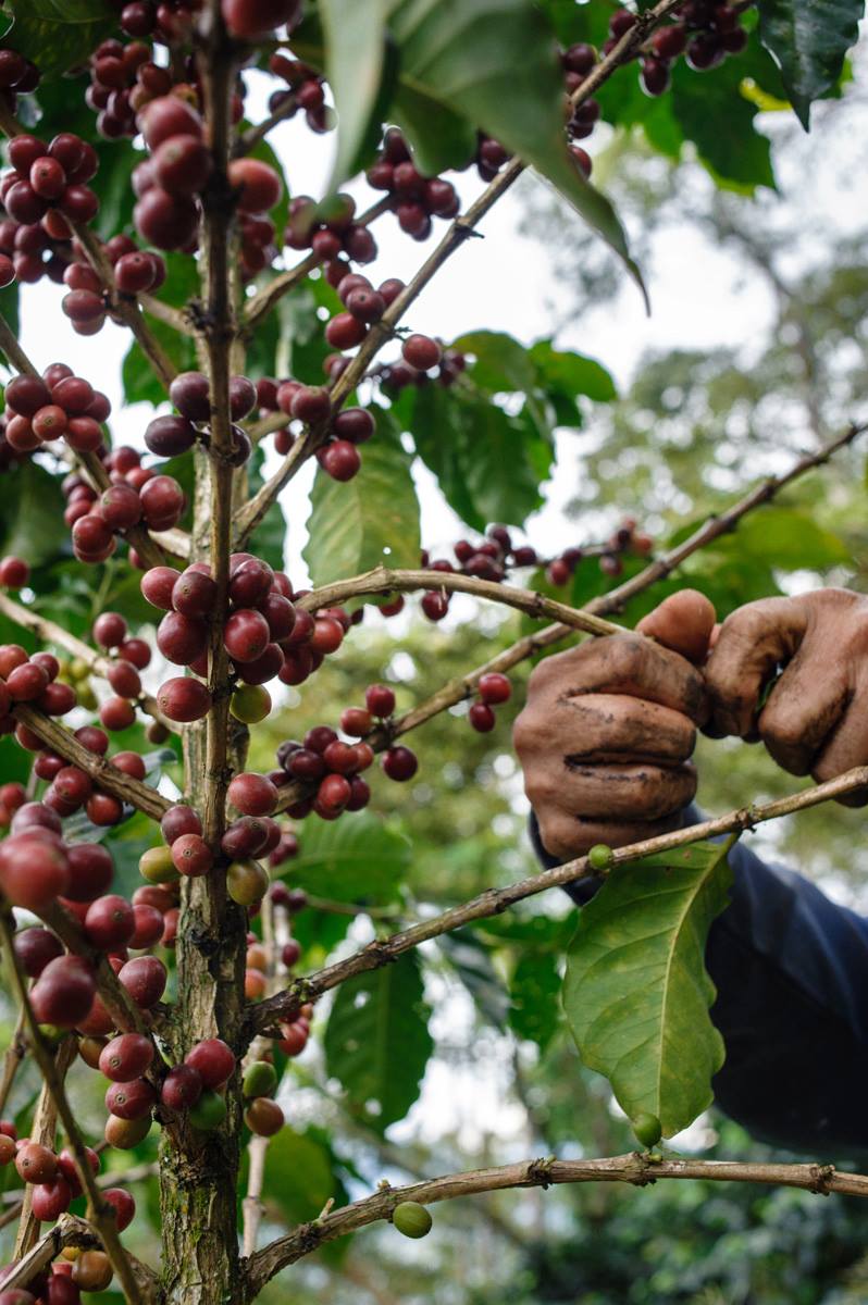 Café Cocondo Orgánico 500g bag — grown in Titiribí, Antioquia, Colombia